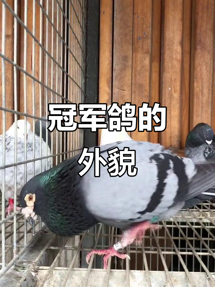 开云体育中国-包含夺冠热门队伍表现强劲，领先优势扩大的词条