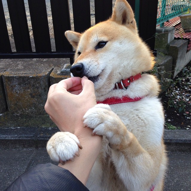 从都灵到北美，硬仗基因如何塑造未来之星