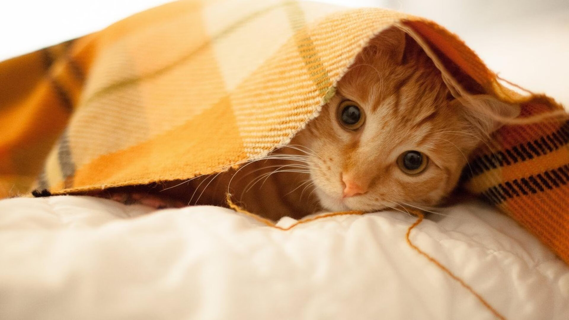 绿军之影笼罩奥兰多,当灰熊对阵魔术,为何塔图姆却成了全场焦点?