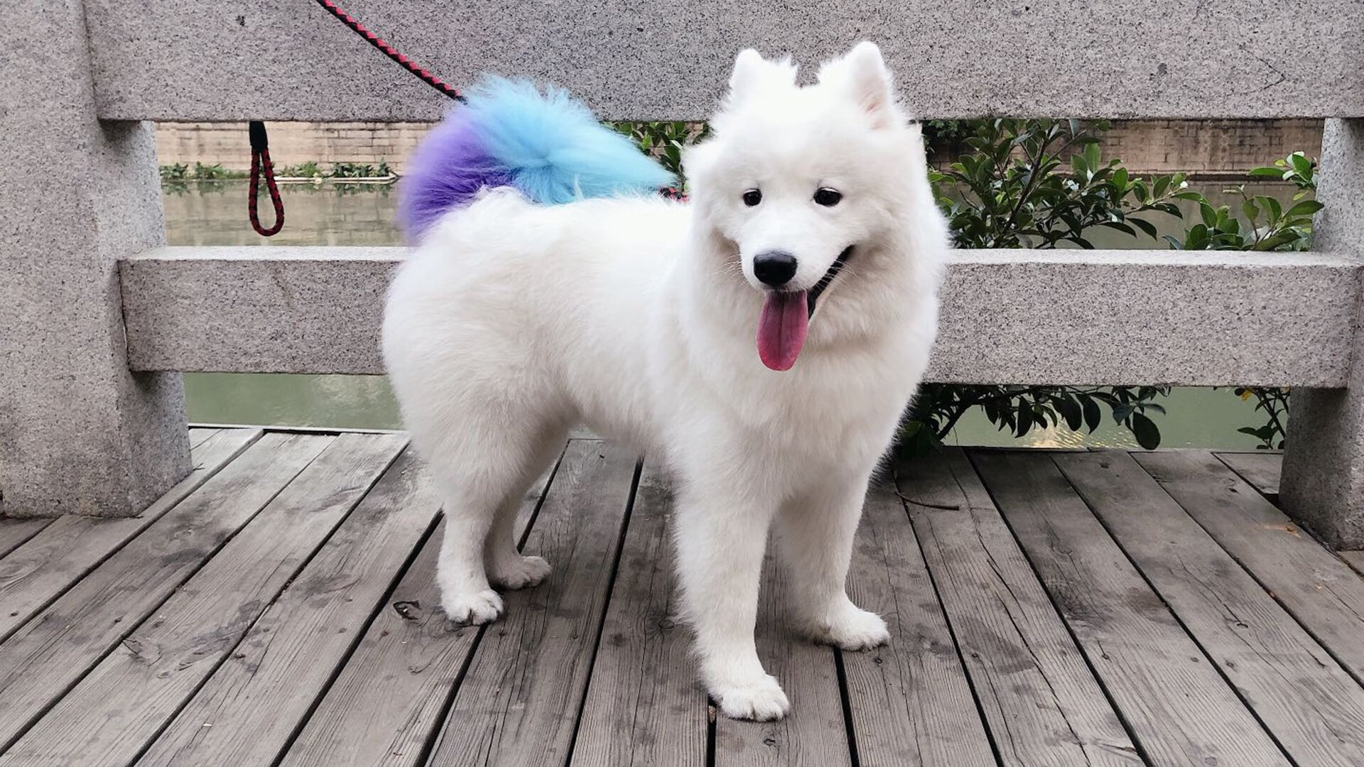 步行者制霸开拓者,武切维奇关键先生引领胜利