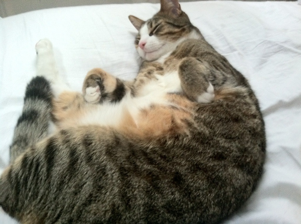 弗拉霍维奇孤星闪耀，阿根廷锋线群收割斑马军团