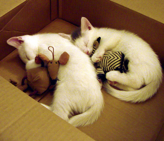 范戴克一己之力撕裂南半球！雷恩稳稳拿下新西兰，顶级中卫教你什么叫降维打击