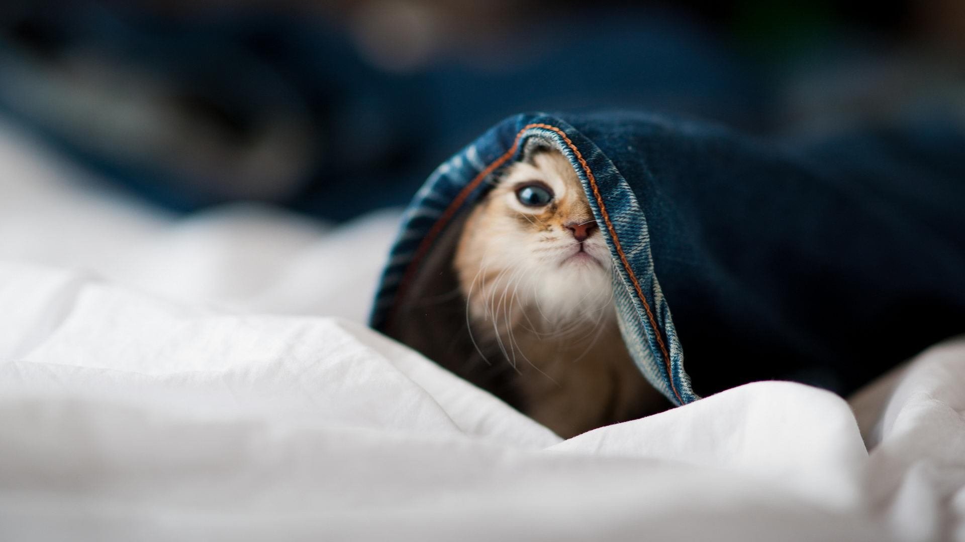 开云体育中国-铁幕与利刃，一场以锁死为名的现代角斗