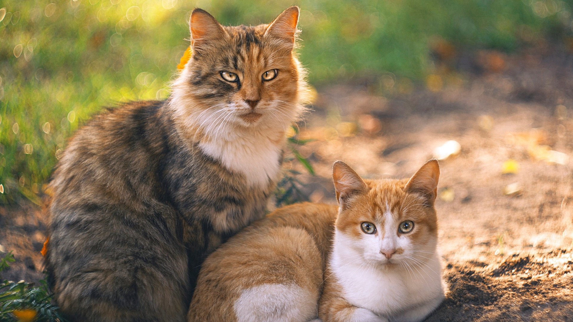 开云体育官方网站-阿什拉夫冠军级表现引领几内亚历史性粉碎法国，足球世界震撼