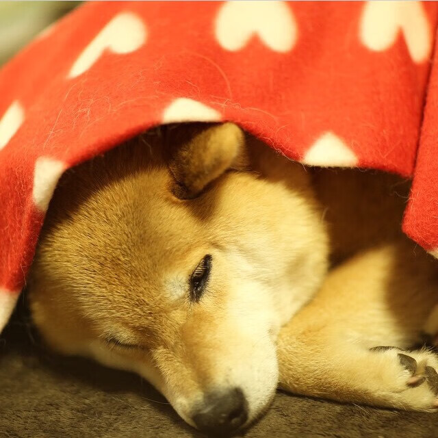 窒息级统治!恩比德狂轰43+19,湖人主场力克浙江队