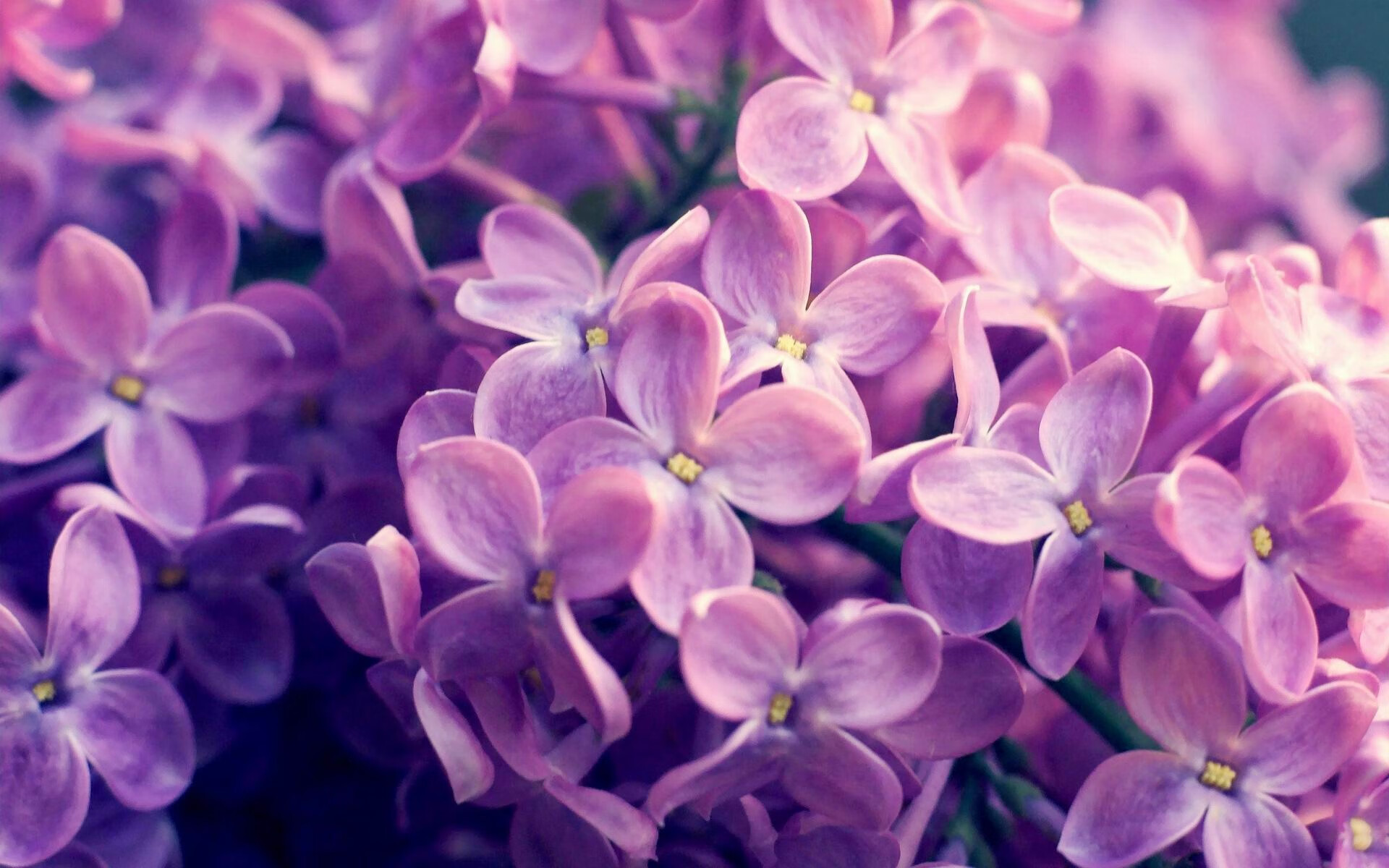 新王当立,切特关键先生本色演出,掘金强势粉碎公牛