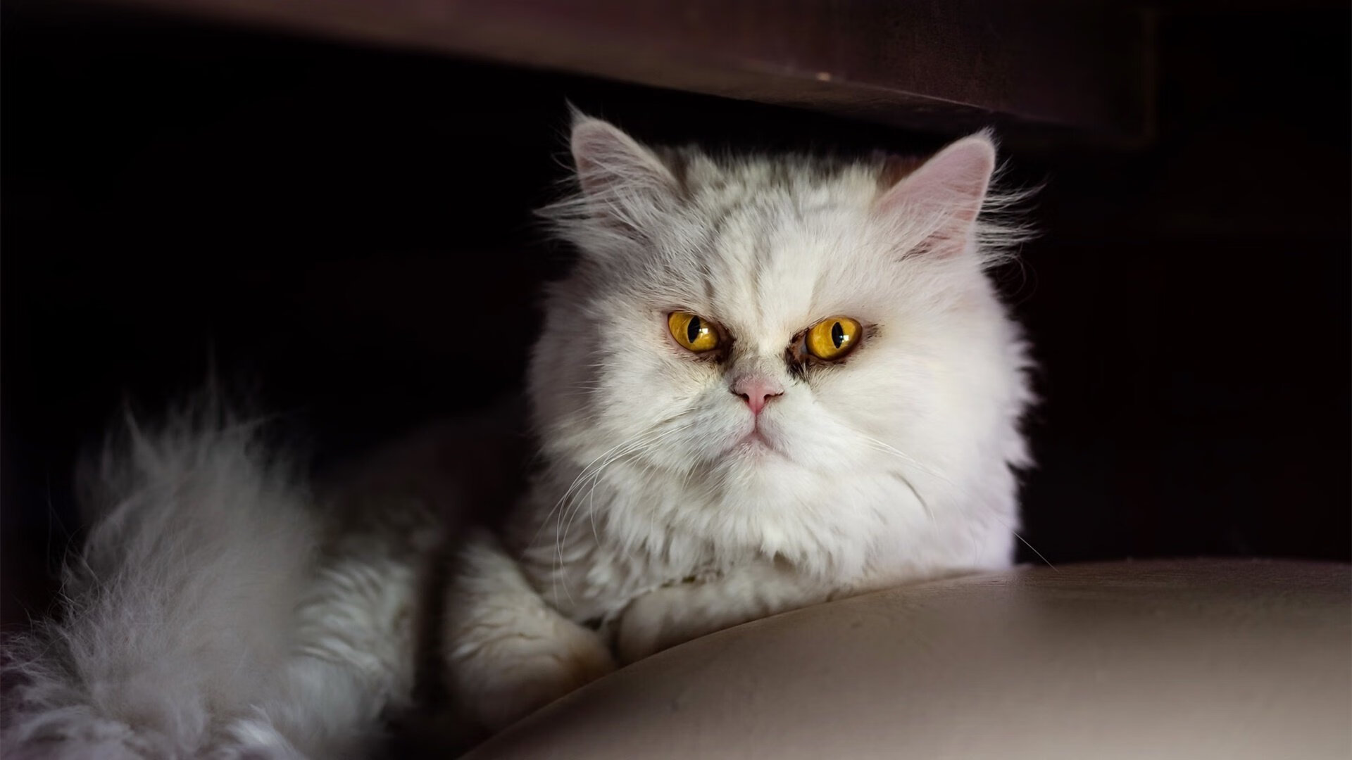 开云体育在线-黑马逆袭！西亚卡姆狂砍统治级数据，活塞连续得分高潮压制雄鹿