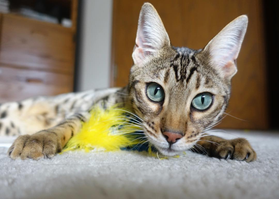 破冰船班凯罗,在凯尔特人铁壁上凿开血路的艺术