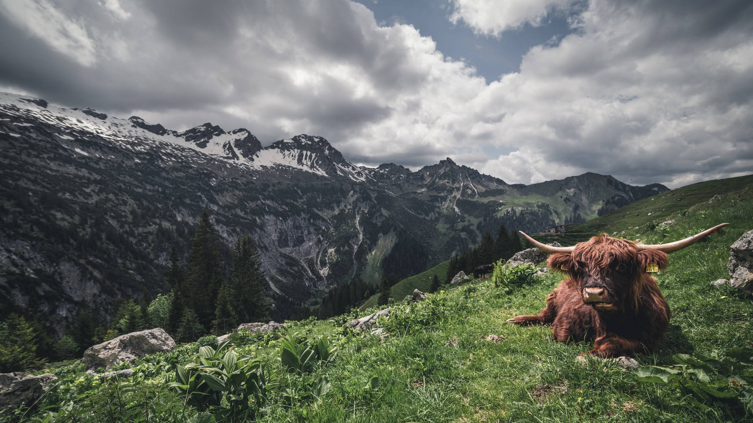 开云官网-字母哥擎天一柱，当公牛的铁血防线在他面前化为齑粉