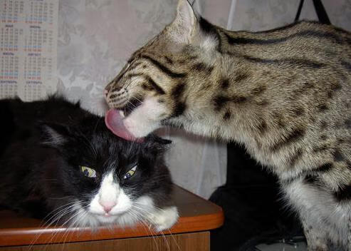 新王当立！杰伦·格林光芒万丈，詹杜时代在凤凰城写下最强注脚