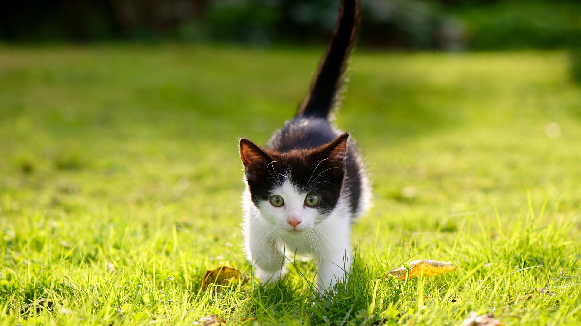 战术完胜，乔治一剑封喉，尼克斯如何将广厦拖入绞杀战