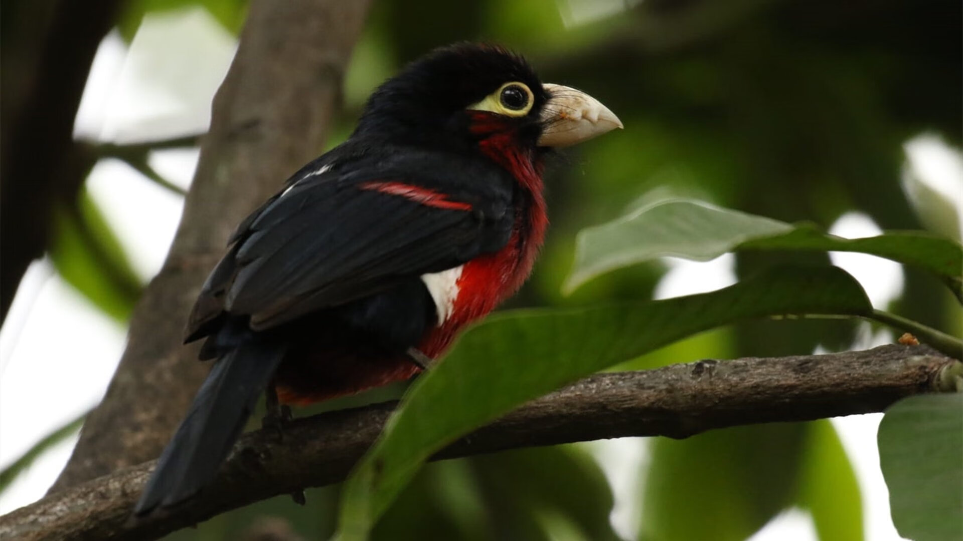坎特全程高能输出，土耳其球队震动欧洲完胜尤文