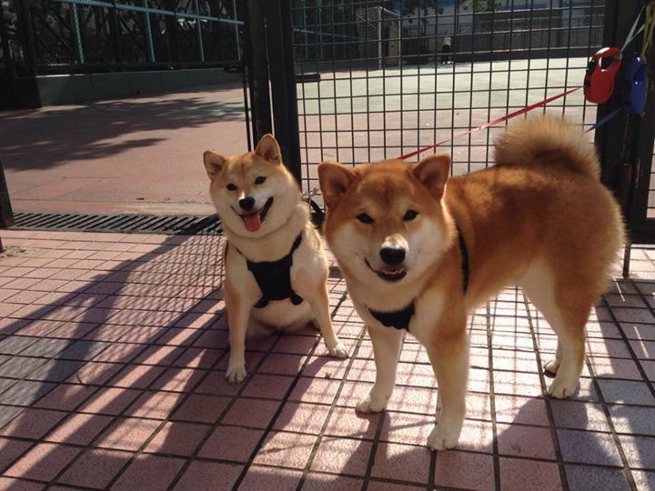 关键战爵士力克深圳队，贝恩狂轰42分诠释无解进攻