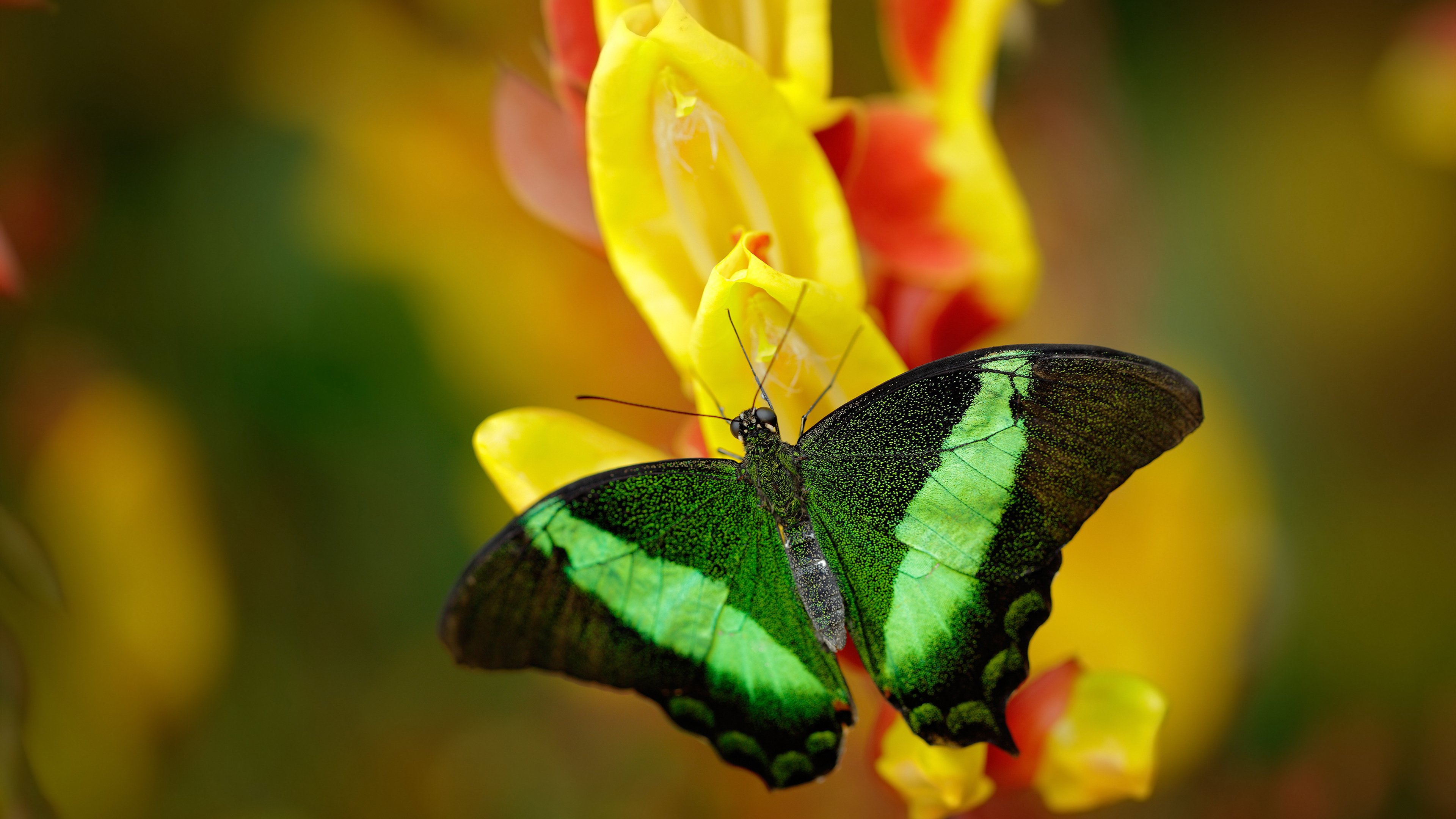 开云体育官方网站-赖斯终场绝杀助皇家社会压哨击败波兰，大场面先生再立奇功