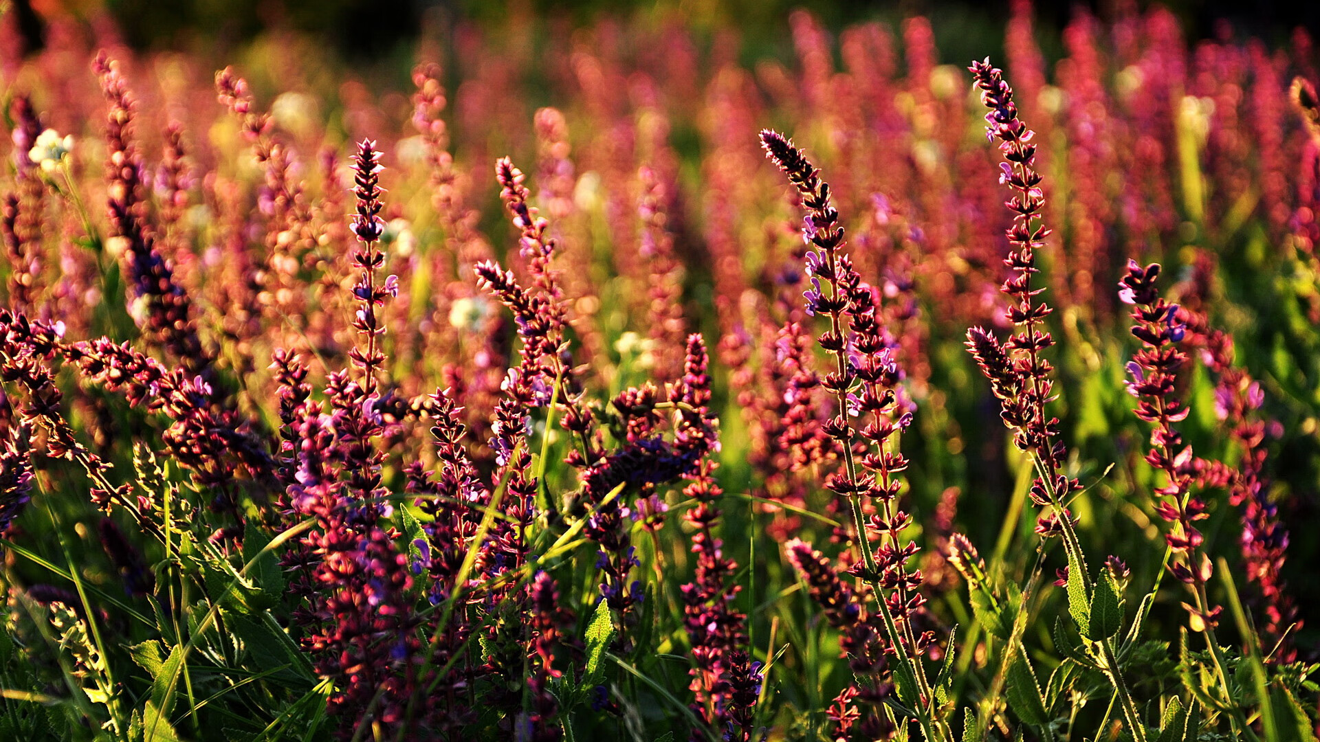 一剑封喉！布克关键一击助湖人淘汰深圳，诠释关键先生本色
