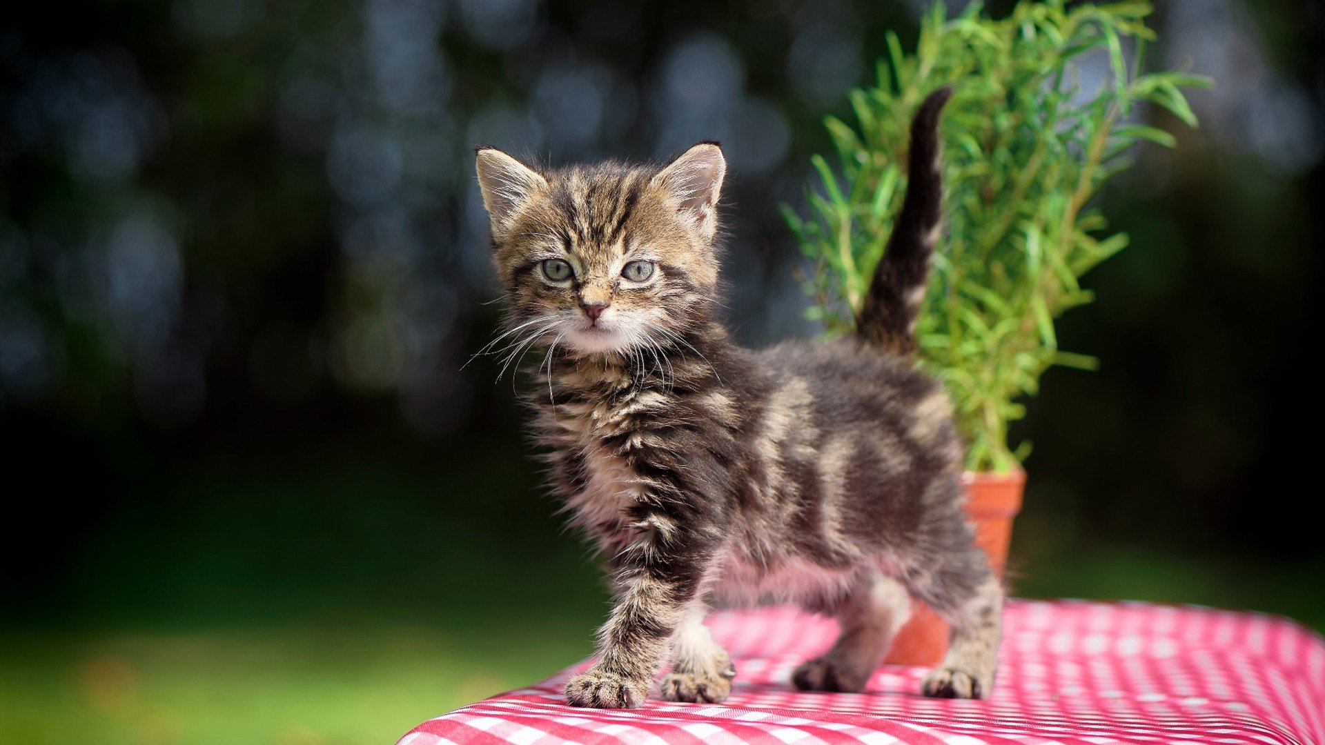 棋盘上的风暴，克罗地亚式强压为NBA总决赛注入古老智慧