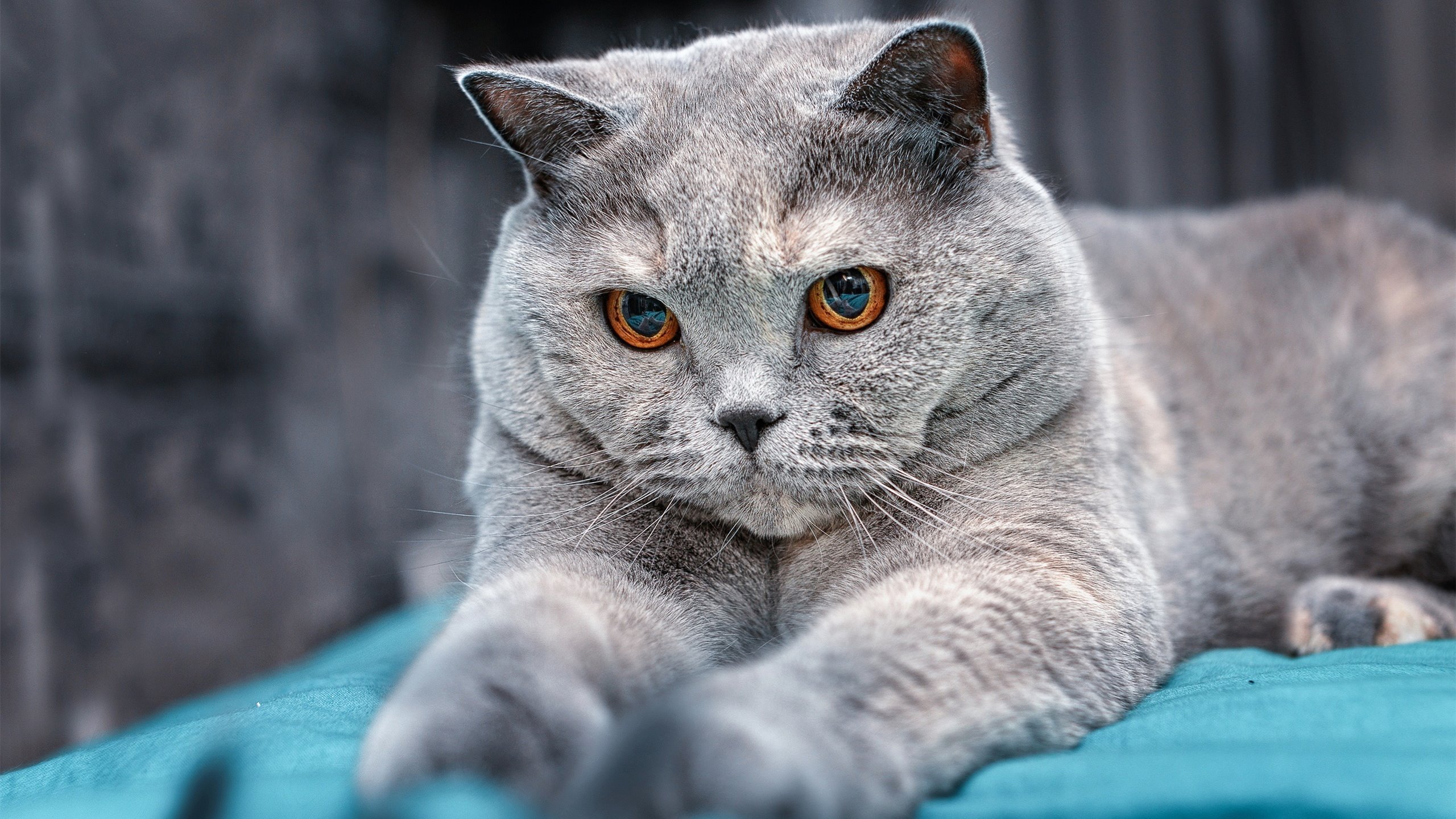 新王降临北美之巅，2026世界杯之夜，布伦森关键回合不手软